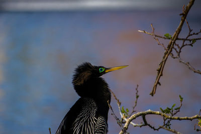 Close-up of a bird perching on branch