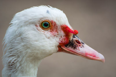 Close-up of bird against blurred background