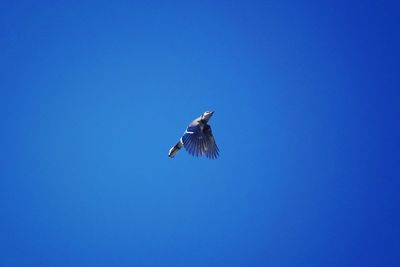 Low angle view of bird flying in sky