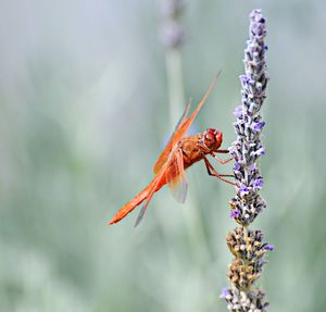 Close-up of butterfly pollinating on purple flower