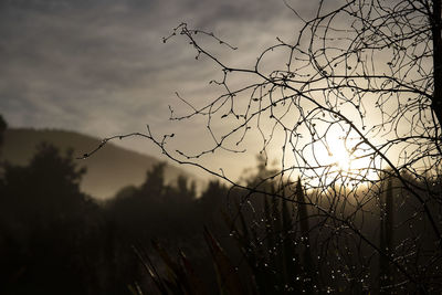 Low angle view of silhouette trees on field against sky at sunset