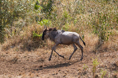 Side view of horse walking on field