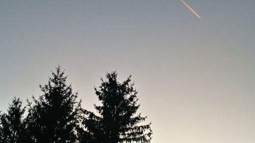 Low angle view of silhouette tree against clear sky