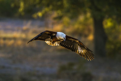 Bird flying over a blurred background