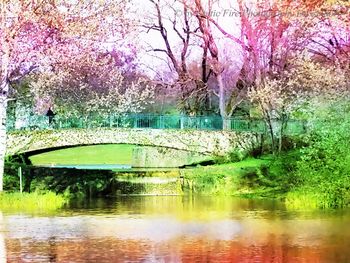View of cherry trees by lake