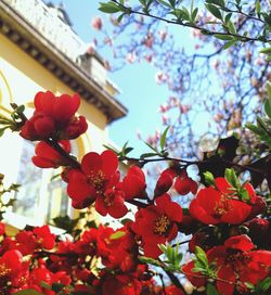 Low angle view of red flowers on tree against sky