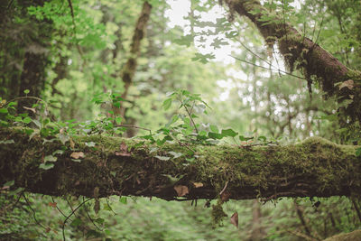 Plants growing on land in forest