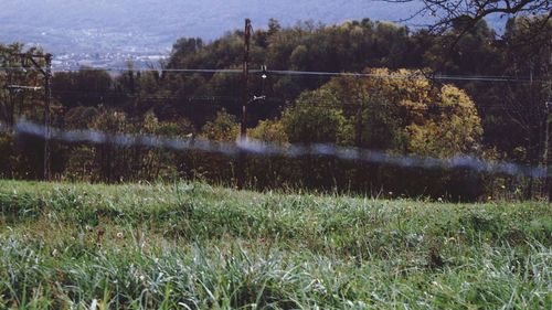 Scenic view of grass and trees against sky