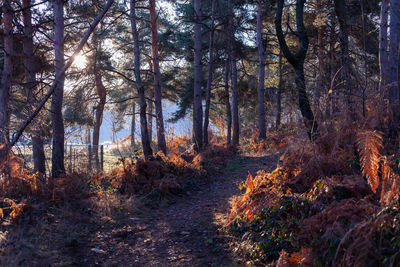 Early morning in the wood in wintertime