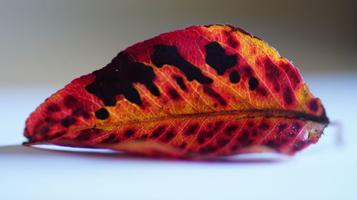 Close-up of leaf