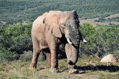 Elephant standing in a field