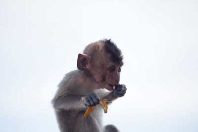 Close-up of monkey against white background