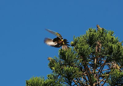 Low angle view of trees against clear blue sky