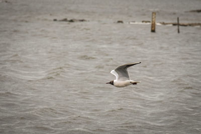 Seagull flying over sea