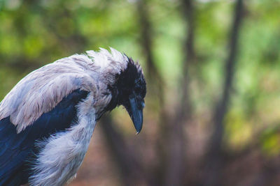 Close-up of eagle