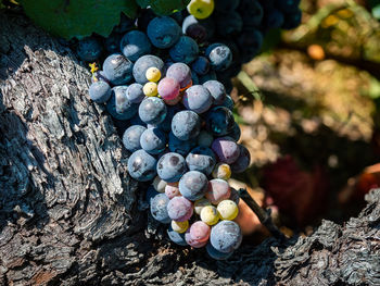 High angle view of grapes growing on tree