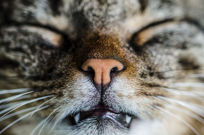 Close-up portrait of cat