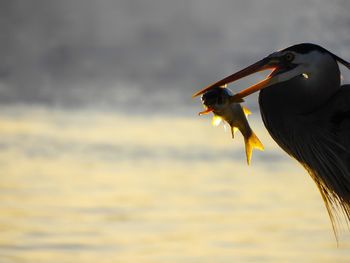 Close-up of bird against sea