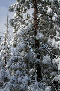 Pine trees on snow covered field