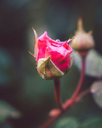 Close-up of pink rose