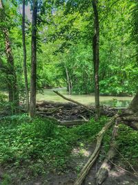 Trees in forest