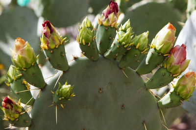 Close-up of prickly pear cactus