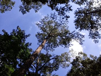 Low angle view of trees against sky