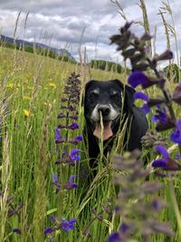 Close-up of a dog on field