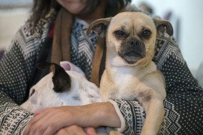 Midsection of mid adult woman carrying puppies while standing outdoors