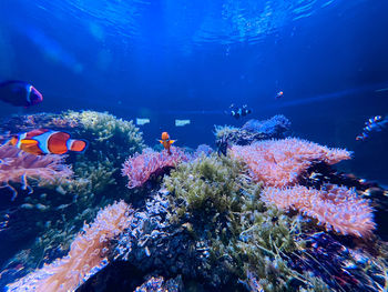 View of fish swimming in aquarium 