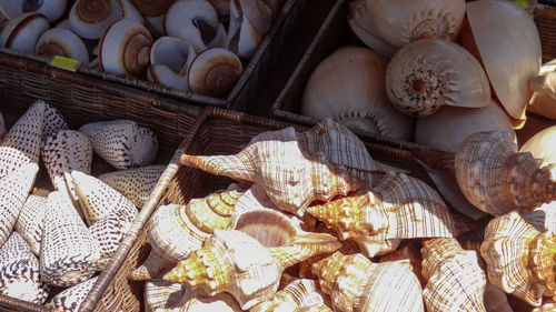 Full frame shot of shells for sale at market stall