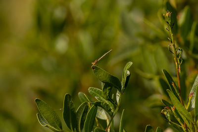 Close-up of insect on plant