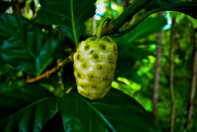 Noni fruit or morinda citrifolia great morinda grows in shady forests.