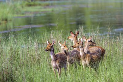 Deer in a field