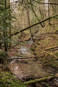 Trees growing in forest