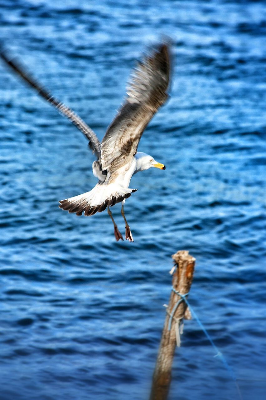 animal themes, animals in the wild, bird, one animal, water, wildlife, sea, spread wings, seagull, rippled, nature, focus on foreground, full length, flying, side view, perching, motion, waterfront, blue, day