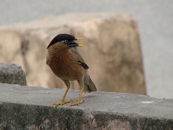 Close-up of bird perching on wall