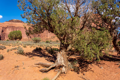 Tree in a desert