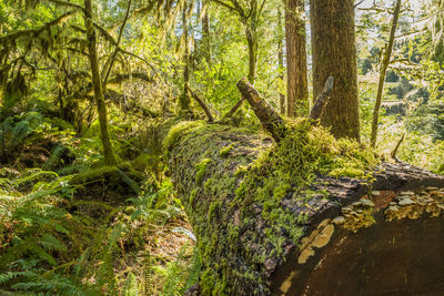 Scenic view of forest