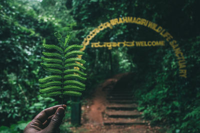 Cropped image of person holding leaf against trees