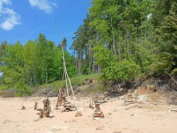 Trees growing in park