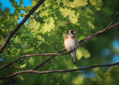 Bird perching on a tree
