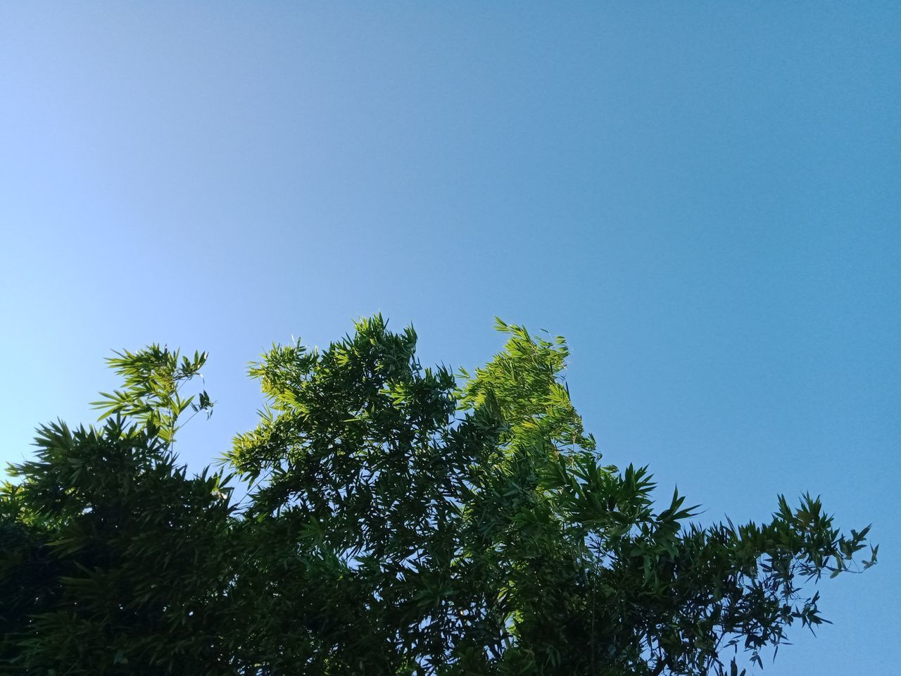 LOW ANGLE VIEW OF TREE AGAINST SKY