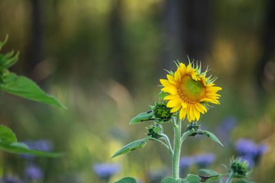 Close-up of yellow flowering plant