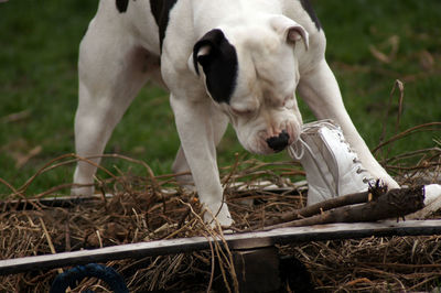 View of a dog on field