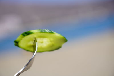 Close-up of green leaf