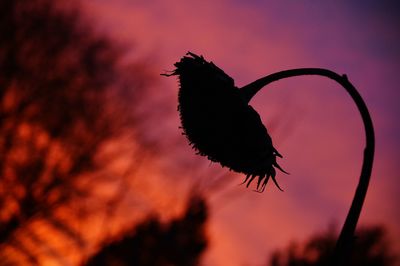 Close-up of silhouette insect on flower against sky during sunset