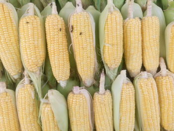 Directly above shot of corns for sale at market