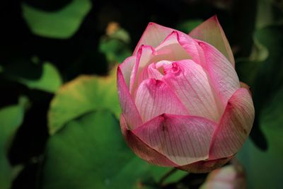 Close-up of pink rose