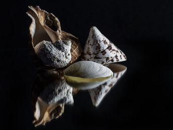 High angle view of shells on black background